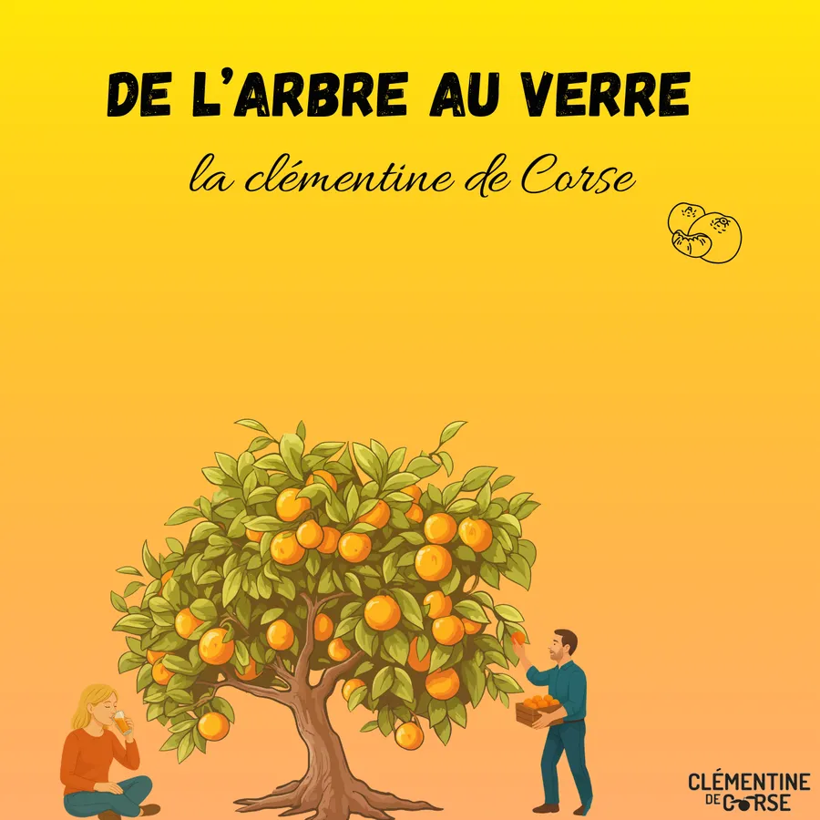 Clémentine de Corse — 1